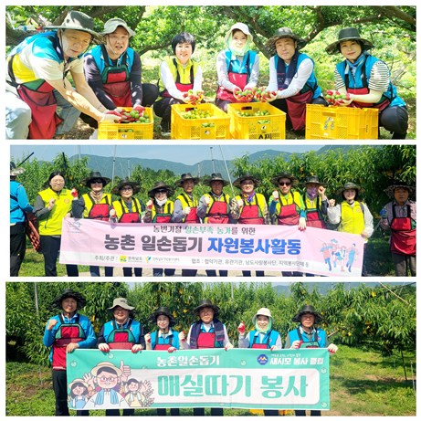 매실따기 자원봉사에 나선 순천남도사랑봉사단, 새시모봉사클럽 회원들 [사진= 전남도자원봉사센터 제공] 